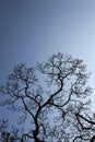 Magnolia Ãâ soulangeana tree silhouette Royalty Free Stock Photo